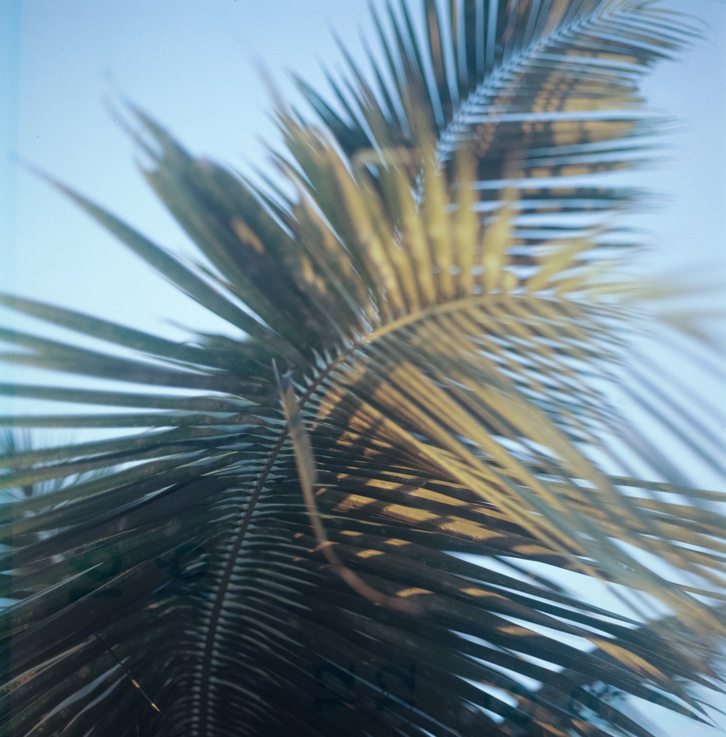 Fujichrome Astia 100F (expired 2005)