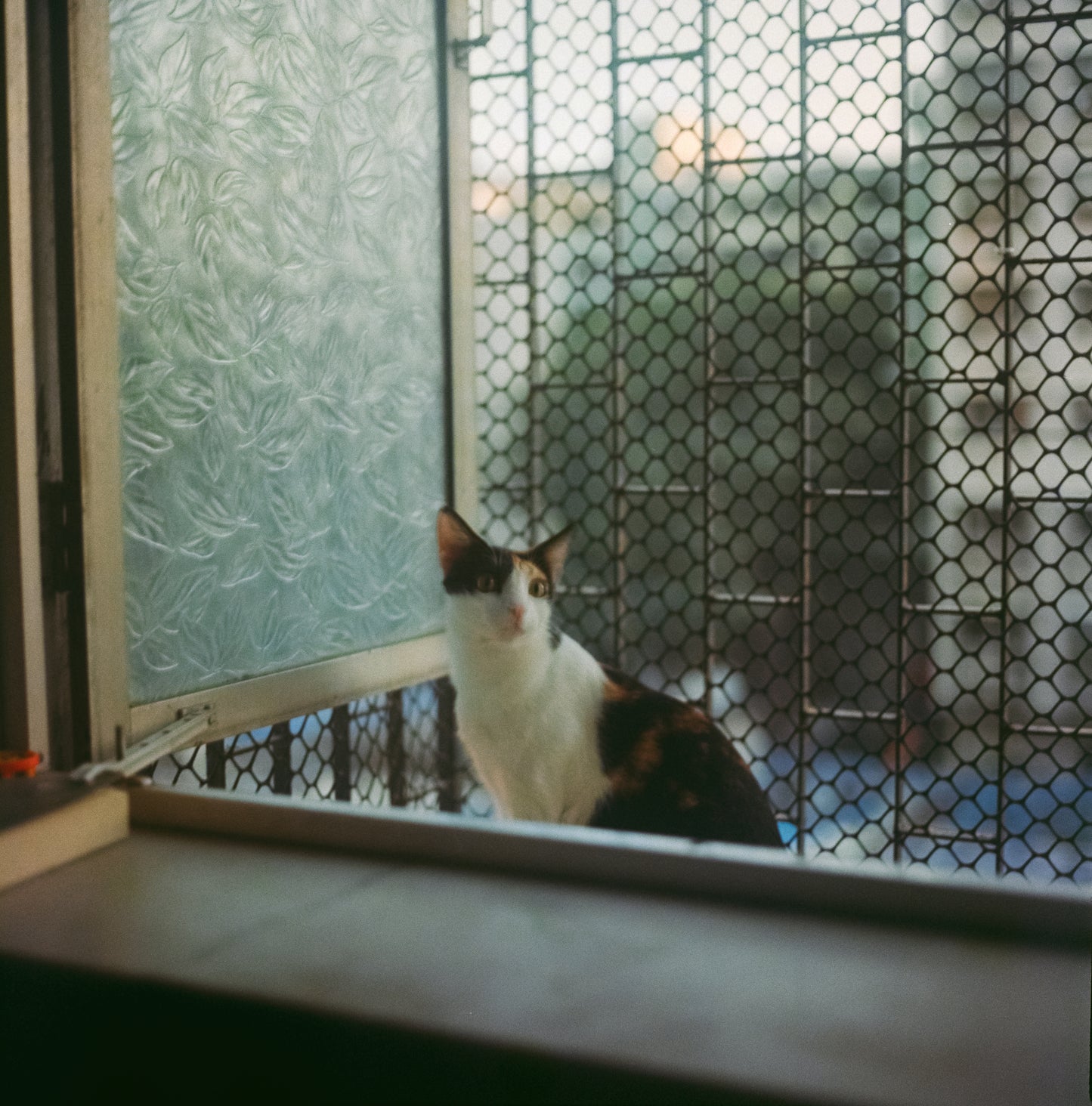 Fujicolor Professional NPL 160 (Expired 2005)