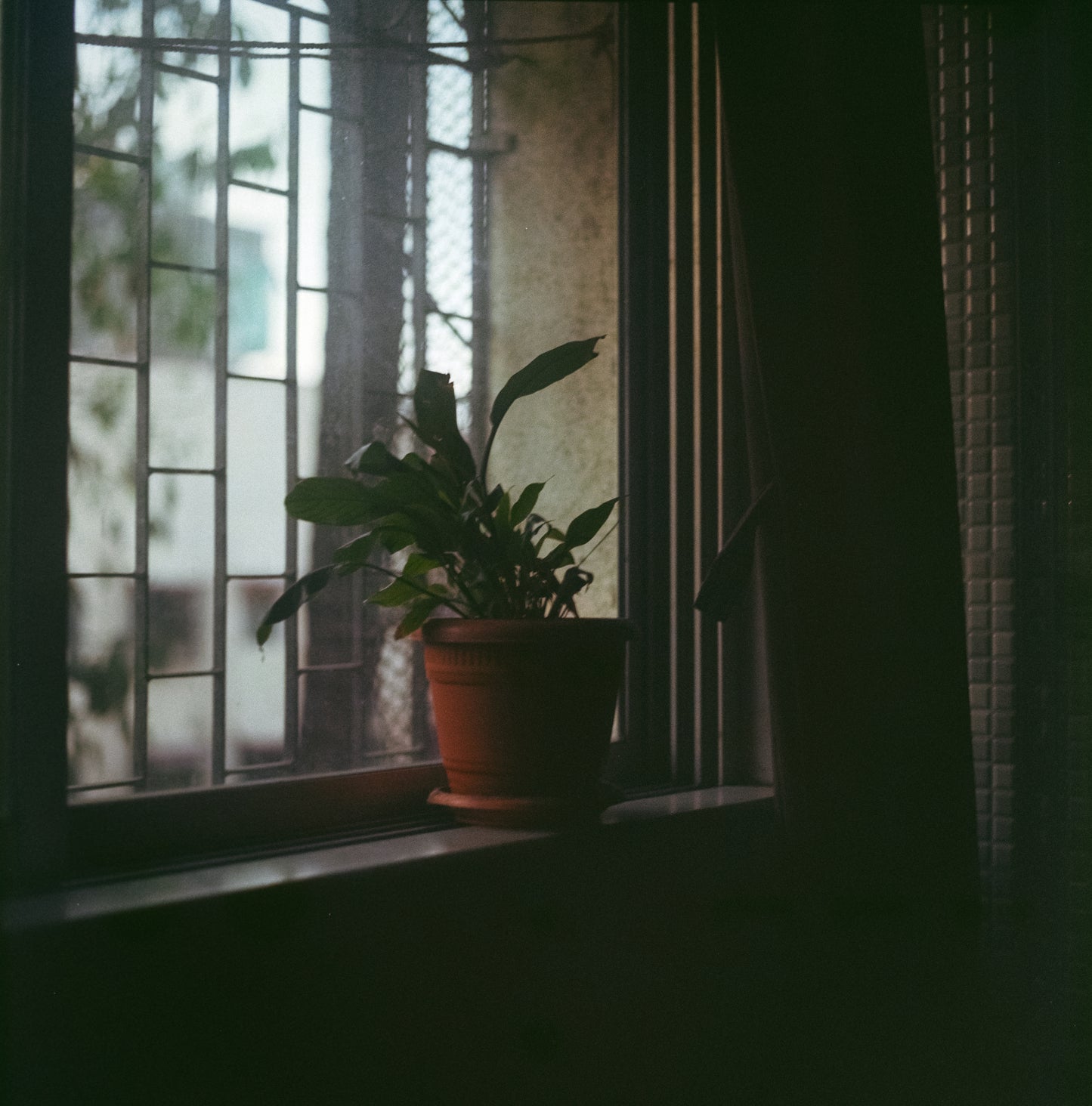 Fujicolor Professional NPL 160 (Expired 2005)