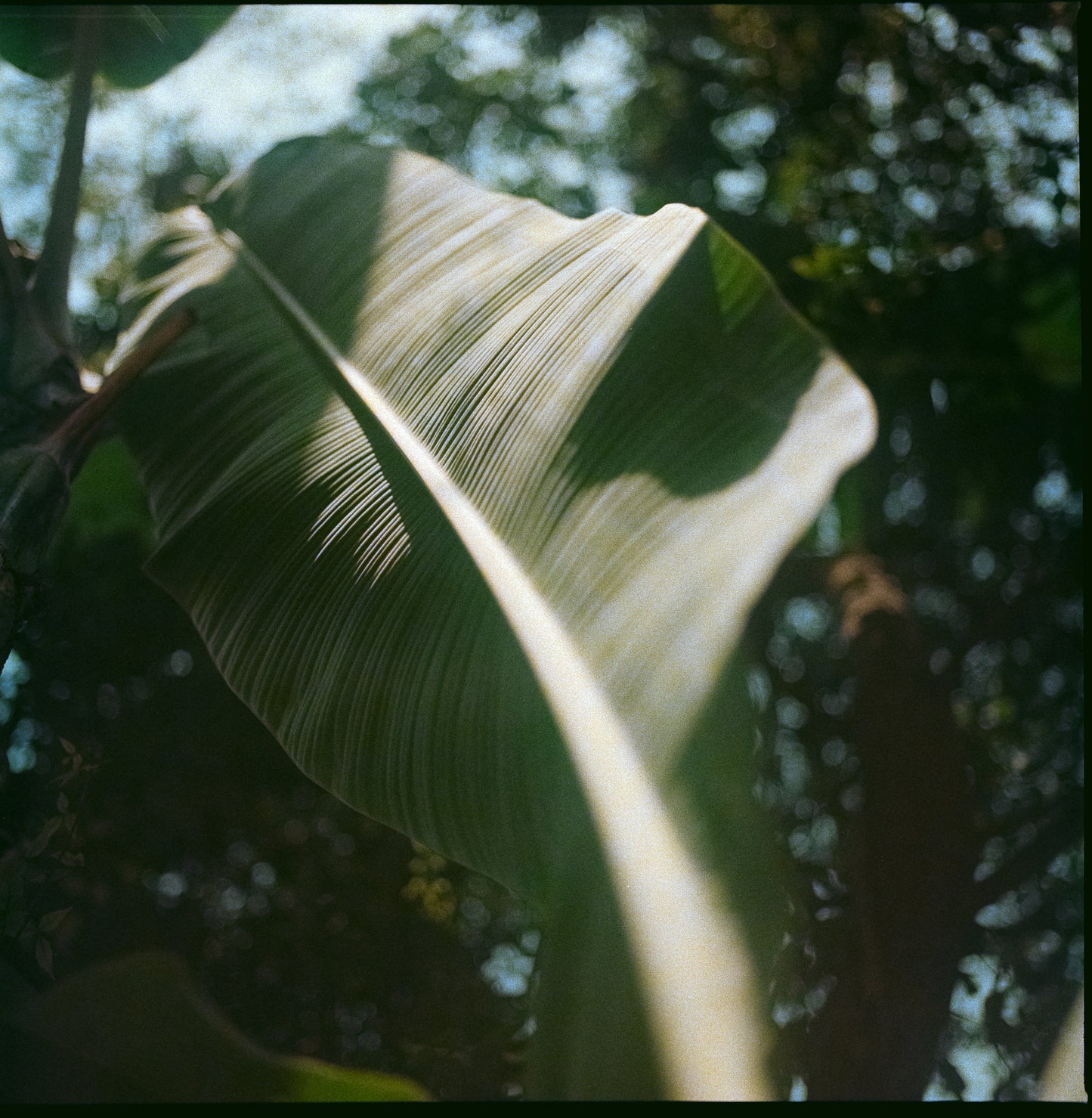 Fujicolor Professional NPL 160 (Expired 2005)