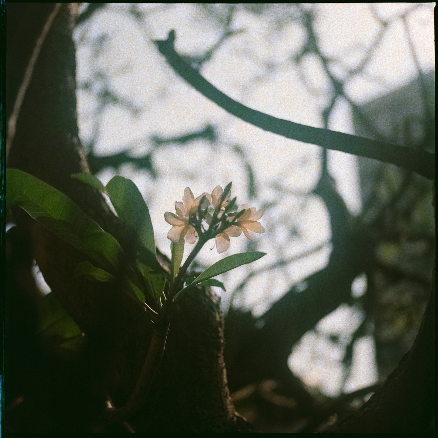 Fujicolor Professional NPL 160 (Expired 2005)