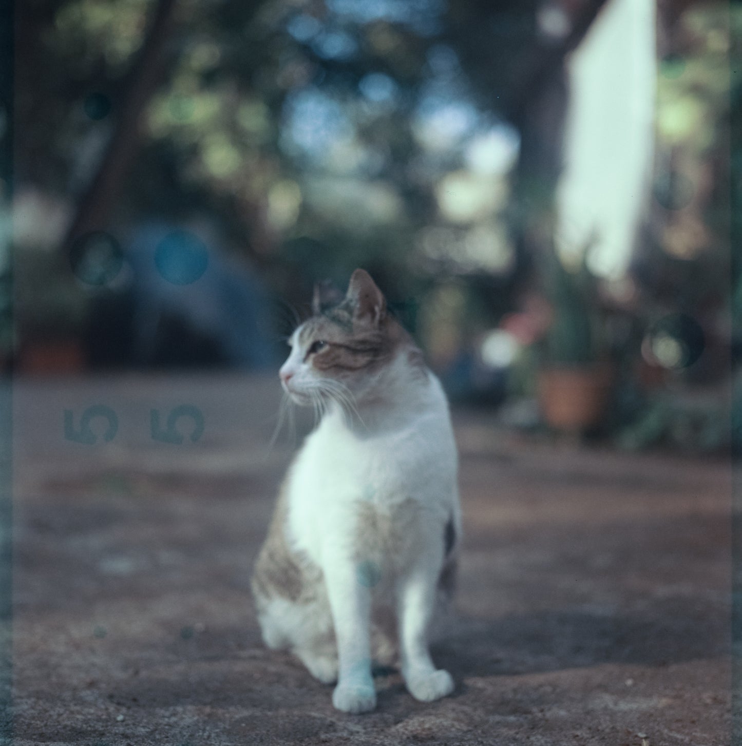 Fujichrome Astia 100F (expired 2005)