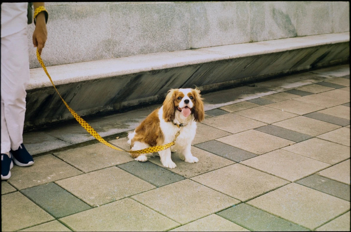 Fujifilm Provia 100F RDP 3 (Expired 2015)